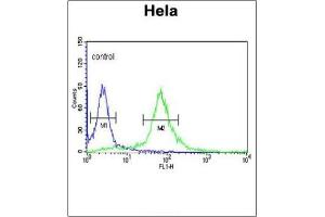PIK4CB Antibody (Center) flow cytometric analysis of Hela cells (right histogram) compared to a negative control cell (left histogram). (PI4KB 抗体  (Middle Region))