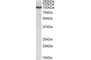 Western Blotting (WB) image for anti-POU Domain, Class 2, Transcription Factor 1 (POU2F1) (Internal Region) antibody (ABIN2464659) (POU2F1 抗体  (Internal Region))