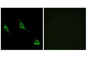 Immunofluorescence analysis of LOVO cells, using OR51A7 antibody. (OR51A7 抗体  (C-Term))