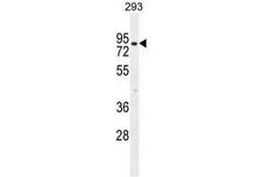 CLPX Antibody (C-term) western blot analysis in 293 cell line lysates (35µg/lane). (CLPX 抗体  (C-Term))