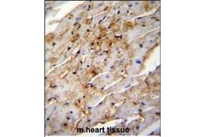 ALDH1L2 Antibody (C-term) (ABIN655235 and ABIN2844839) immunohistochemistry analysis in formalin fixed and paraffin embedded mouse heart tissue followed by peroxidase conjugation of the secondary antibody and DAB staining.