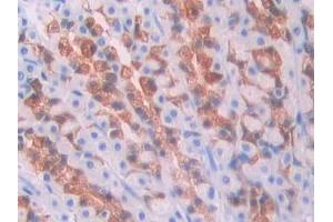 DAB staining on IHC-P; Samples: Rat Stomach Tissue (Kallikrein 1 抗体  (AA 21-261))