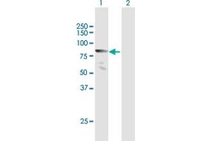 Western Blot analysis of MLLT1 expression in transfected 293T cell line by MLLT1 MaxPab polyclonal antibody. (MLLT1 抗体  (AA 1-559))
