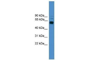 LAG3 antibody used at 0. (LAG3 抗体  (C-Term))
