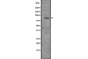 Western blot analysis of CENPI expression in Hela cell lysate,The lane on the left is treated with the antigen-specific peptide. (CENPI 抗体  (Internal Region))