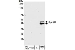 Western Blotting (WB) image for anti-Epithelial Cell Adhesion Molecule (EPCAM) (AA 264-314) antibody (ABIN7454025) (Recombinant EpCAM 抗体  (AA 264-314))