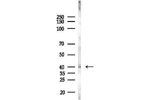 Western blot analysis of lysates from PC12 cells(LPS, 4h treatment), using M Antibody at 1/1000 dilution.