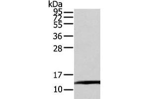 Gel: 12 % SDS-PAGE, Lysate: 80 μg, Lane: PC3 cell, Primary antibody: ABIN7128027(TCEB1 Antibody) at dilution 1/200 dilution, Secondary antibody: Goat anti rabbit IgG at 1/8000 dilution, Exposure time: 20 seconds (TCEB1 抗体)