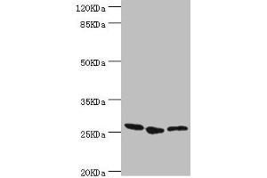 Western blot All lanes: YEATS4 antibody at 1. (GAS41 抗体  (AA 1-227))