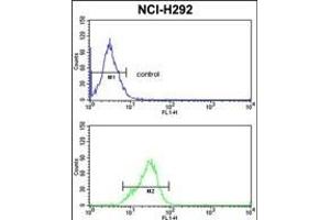 SFRS5 Antibody (Center Y85) (ABIN390554 and ABIN2840889) flow cytometric analysis of NCI- cells (bottom histogram) compared to a negative control cell (top histogram). (SRSF5 抗体  (AA 70-97))