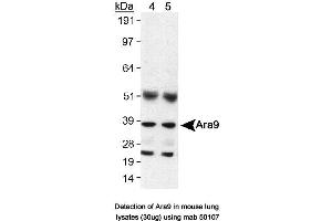 Image no. 1 for anti-Aryl Hydrocarbon Receptor Interacting Protein (AIP) antibody (ABIN363261) (AIP 抗体)