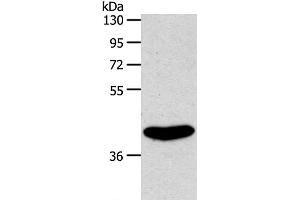Western Blot analysis of Rat kidney tissue using EDG6 Polyclonal Antibody at dilution of 1:800 (S1PR4 抗体)