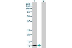 Western Blot analysis of SAA2 expression in transfected 293T cell line by SAA2 MaxPab polyclonal antibody. (SAA2 抗体  (AA 1-122))