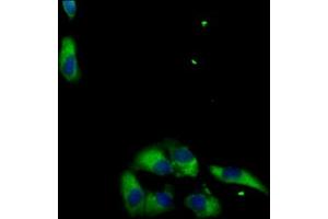 Immunofluorescent analysis of HepG2 cells using ABIN7159021 at dilution of 1:100 and Alexa Fluor 488-congugated AffiniPure Goat Anti-Rabbit IgG(H+L) (MAS1L 抗体  (AA 318-378))