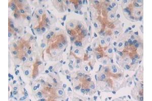 DAB staining on IHC-P; Samples: Human Stomach Tissue (SFRP5 抗体  (AA 48-165))