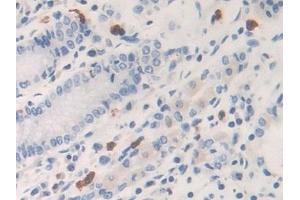 Detection of KLK6 in Human Stomach Tissue using Polyclonal Antibody to Kallikrein 6 (KLK6) (Kallikrein 6 抗体  (AA 17-244))