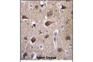 MR Antibody (Center) (ABIN657111 and ABIN2846258) immunohistochemistry analysis in formalin fixed and paraffin embedded human brain tissue followed by peroxidase conjugation of the secondary antibody and DAB staining. (MRAP2 抗体  (AA 58-86))