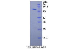 SDS-PAGE (SDS) image for Granzyme M (Lymphocyte Met-Ase 1) (GZMM) (AA 19-251) protein (His tag,GST tag) (ABIN1879812)