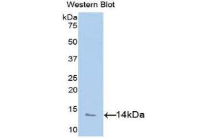 Western Blotting (WB) image for anti-Platelet Factor 4 (PF4) (AA 31-101) antibody (ABIN1077679) (PF4 抗体  (AA 31-101))