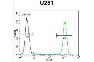 CB018 Antibody (C-term) flow cytometric analysis of U251 cells (right histogram) compared to a negative control cell (left histogram). (SLC35F6 抗体  (C-Term))