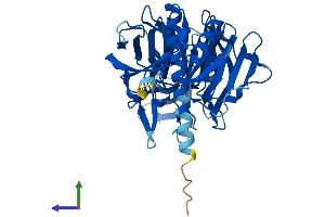 Protein Structure (PS) image for Kelch Domain Containing 1 (KLHDC1) (AA 1-406) protein (His tag) (ABIN7558437)