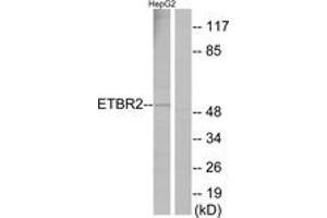Western blot analysis of extracts from HepG2 cells, using ETBR2 Antibody. (ETBR2 抗体  (AA 1-50))