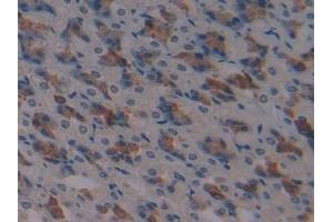 Detection of ATF1 in Mouse Stomach Tissue using Polyclonal Antibody to Activating Transcription Factor 1 (ATF1) (AFT1 抗体  (AA 3-245))