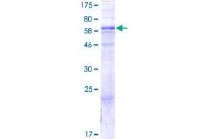 GTDC1 Protein (AA 1-373) (GST tag)