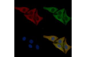 Nestin Mouse Monoclonal Antibody staining Hela cells by IF/ICC. (Nestin 抗体  (C-Term))
