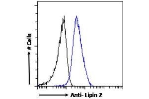 ABIN185361 Flow cytometric analysis of paraformaldehyde fixed A431 cells (blue line), permeabilized with 0. (Lipin 2 抗体  (C-Term))