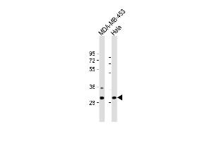 All lanes : Anti-BPGM Antibody (C-term) at 1:2000 dilution Lane 1: MDA-MB-453 whole cell lysate Lane 2: Hela whole cell lysate Lysates/proteins at 20 μg per lane. (BPGM 抗体  (C-Term))