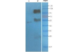 Western Blot using anti-CD4 antibody   Mouse thymus (lane 1) and mouse spleen (lane 2) were resolved on a 10% SDS PAGE gel and blots probed with -10. (Recombinant CD4 抗体)