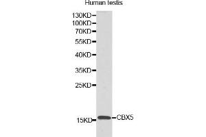 Western blot analysis of extracts of human testis, using LYZL6 antibody.