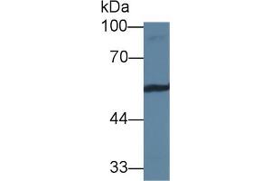 Western Blot; Sample: Mouse 3T3-L1 cell lysate; Primary Ab: 1µg/ml Rabbit Anti-Human VTN Antibody Second Ab: 0.