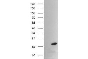 Image no. 2 for anti-Peptidylprolyl Isomerase (Cyclophilin)-Like 3 (PPIL3) antibody (ABIN1500365) (PPIL3 抗体)