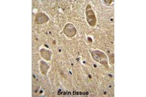 UGT8 antibody (Center) immunohistochemistry analysis in formalin fixed and paraffin embedded human brain tissue followed by peroxidase conjugation of the secondary antibody and DAB staining. (UGT8 抗体  (Middle Region))