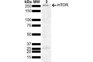 Western blot analysis of Human Cervical cancer cell line (HeLa) lysate showing detection of 288. (MTOR 抗体  (AA 740-840) (Biotin))