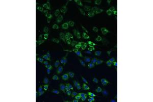 Immunofluorescence analysis of C6 cells using USP46 Polyclonal Antibody (ABIN7271165) at dilution of 1:100 (40x lens). (USP46 抗体)