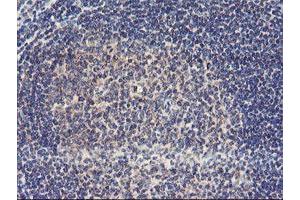 Image no. 1 for anti-Ubiquitin Specific Peptidase 10 (USP10) antibody (ABIN1501689) (USP10 抗体)