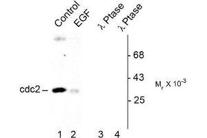 Image no. 1 for anti-Cyclin-Dependent Kinase 1 (CDK1) (pTyr15) antibody (ABIN372596) (CDK1 抗体  (pTyr15))