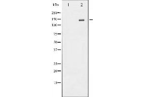 Western blot analysis of NMDAR2B phosphorylation expression in TNF treated Jurkat whole cell lysates,The lane on the left is treated with the antigen-specific peptide. (GRIN2B 抗体  (pTyr1336))