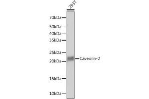 Western blot analysis of extracts of 293T cells, using Caveolin-2 Rabbit mAb (ABIN7266155) at 1:1000 dilution. (Caveolin 2 抗体)