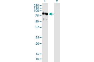Western Blot analysis of RNF220 expression in transfected 293T cell line by RNF220 MaxPab polyclonal antibody. (RNF220 抗体  (AA 1-566))