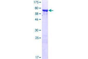 Tektin 4 Protein (TEKT4) (AA 1-435) (GST tag)