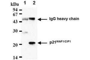 Western Blotting (WB) image for anti-Cyclin-Dependent Kinase Inhibitor 1A (p21, Cip1) (CDKN1A) antibody (ABIN487485) (p21 抗体)