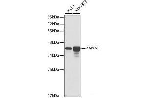 Western blot analysis of extracts of various cell lines using ANXA1 Polyclonal Antibody. (Annexin a1 抗体)