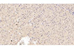 Detection of ADPN in Porcine Liver Tissue using Monoclonal Antibody to Adiponectin (ADPN) (ADIPOQ 抗体  (AA 18-243))