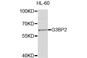 Western blot analysis of extracts of HL-60 cells, using G3BP2 antibody (ABIN1877055) at 1:1000 dilution. (G3BP2 抗体)