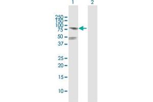 Western Blot analysis of POLA2 expression in transfected 293T cell line by POLA2 MaxPab polyclonal antibody. (POLA2 抗体  (AA 1-598))