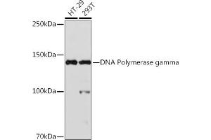 Western blot analysis of extracts of various cell lines, using DNA Polymerase gamma Rabbit mAb (ABIN1681071, ABIN3015441, ABIN3015442 and ABIN7101417) at 1:1000 dilution. (POLG 抗体)